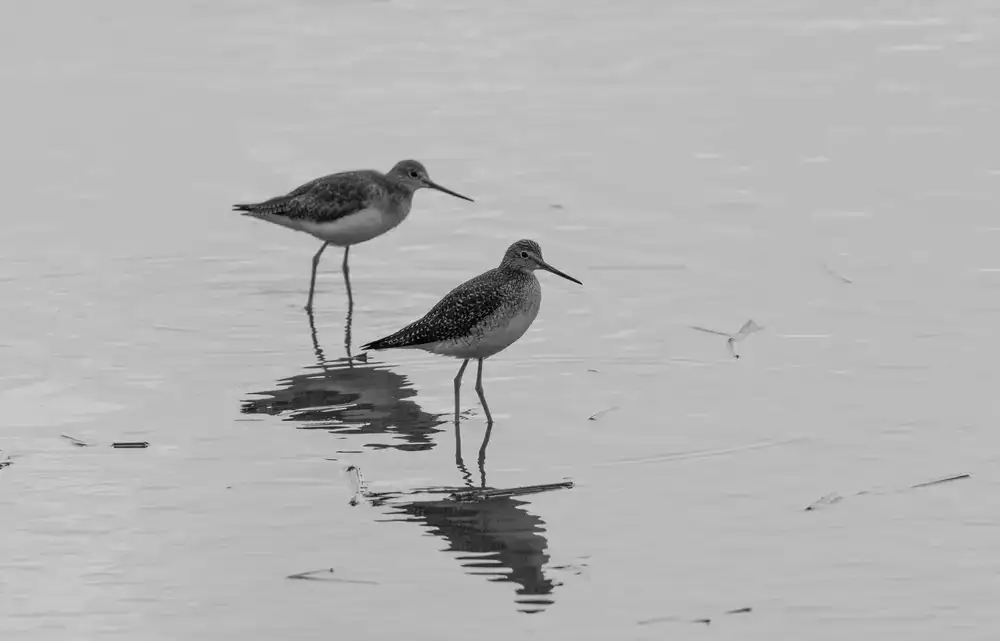 Sheltered harbor area with wading birds