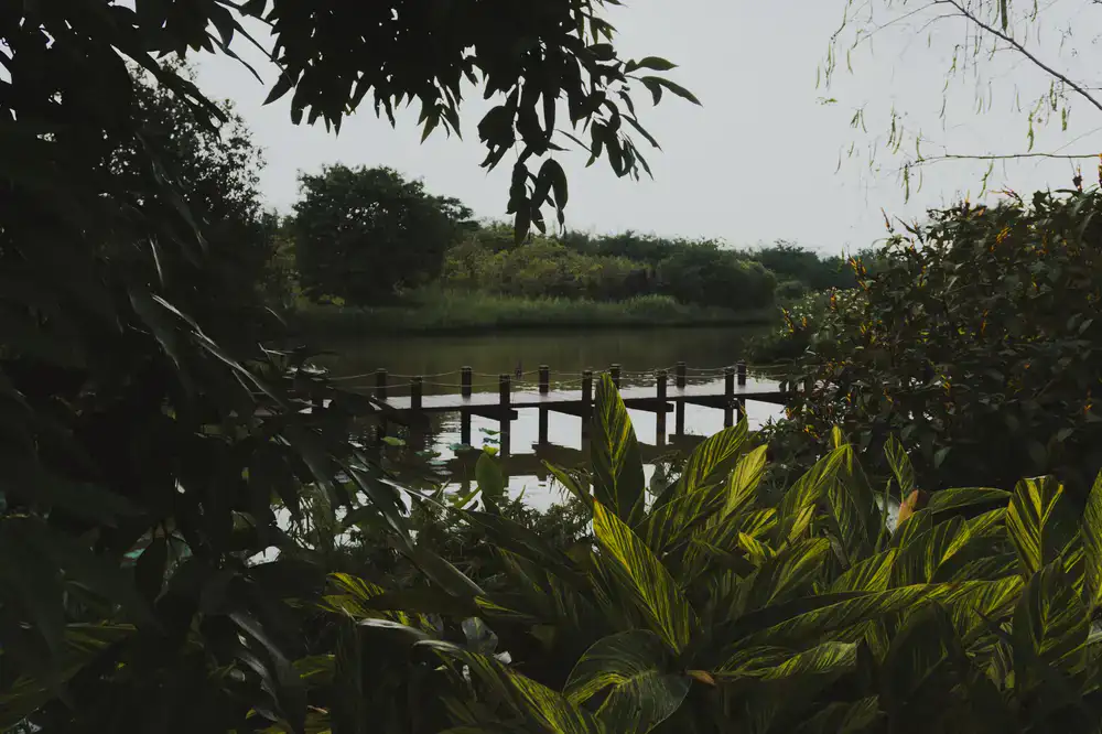 Serene wetland observation landscape