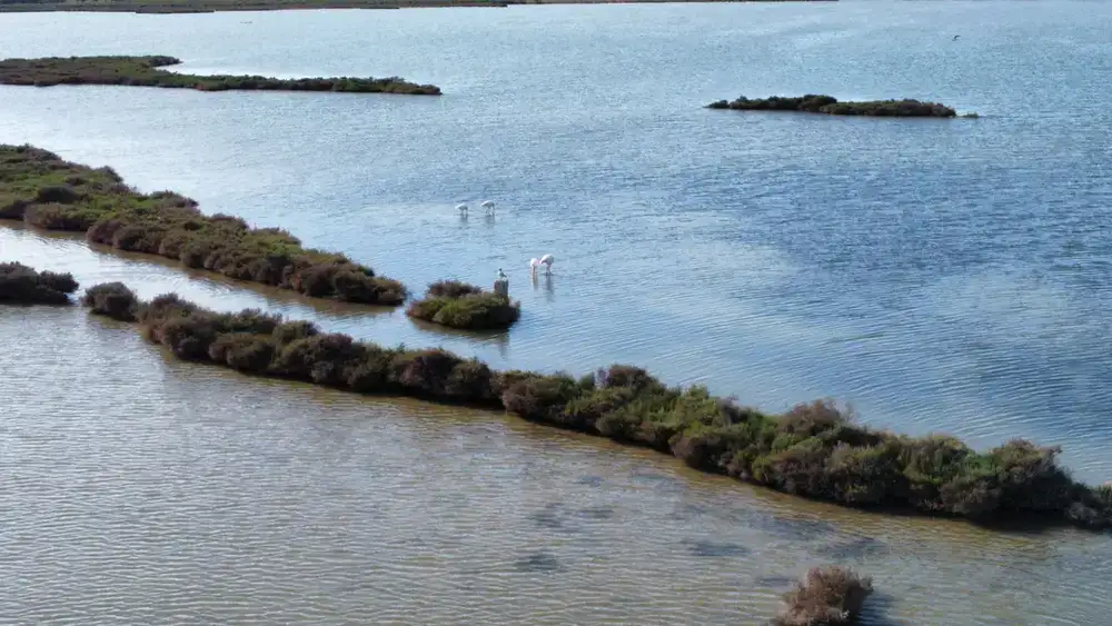 Birdwatchers using spotting scopes in a calm wetland environment