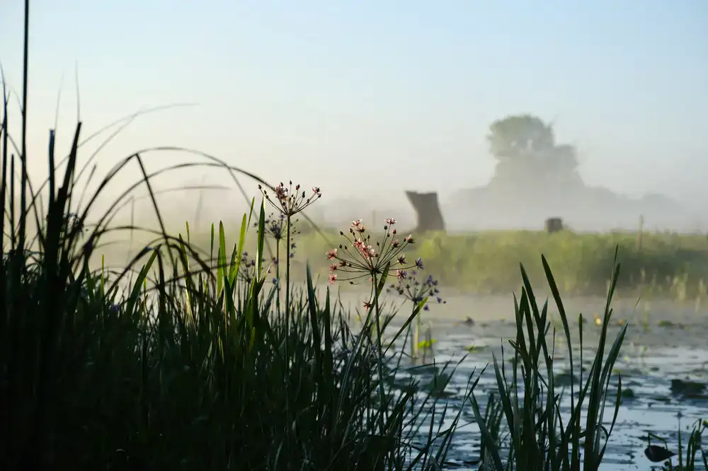 Serene wetland landscape at dawn