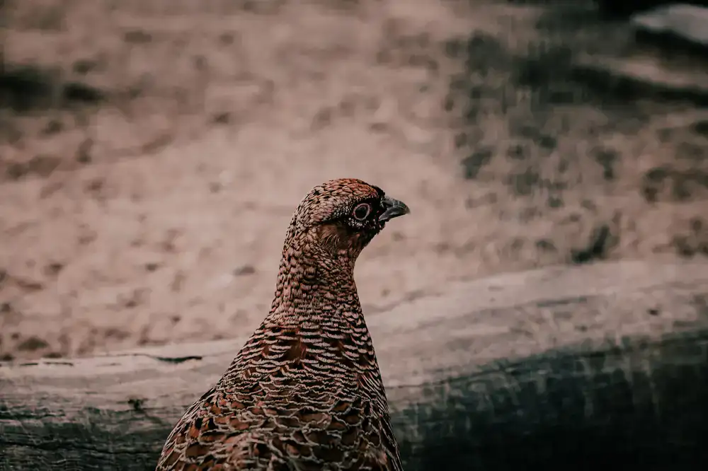 Detailed view of bird plumage variations