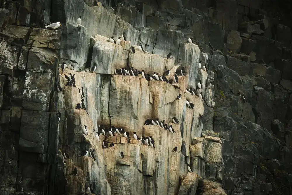 Rocky coastal cliffs with seabirds