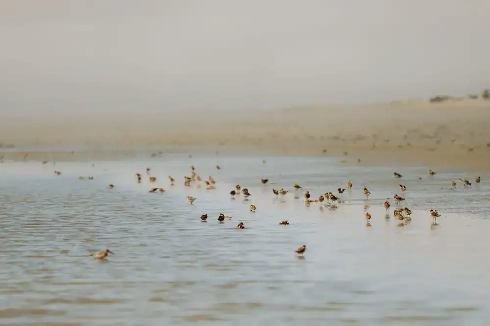 Flock of birds over a tidal wetland at dawn