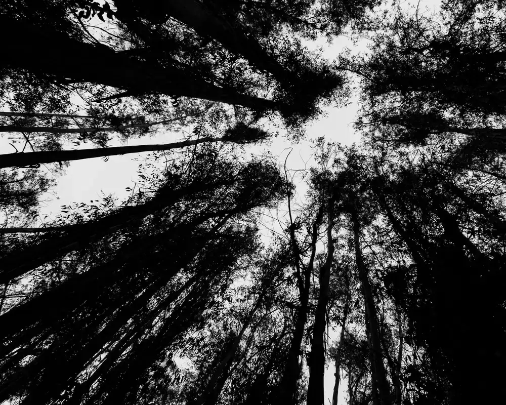 Looking up into a dense forest canopy