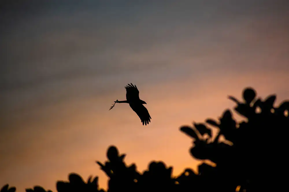 Silhouette of a raptor in flight