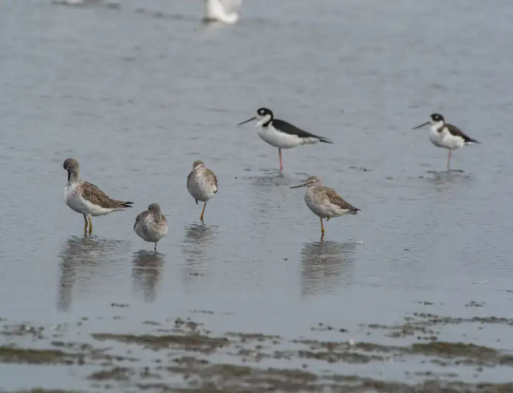 Group of birdwatchers looking over a coastal marsh